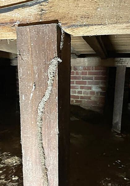 Geelong Building and Pest Inspections .